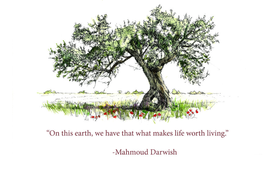 Olive tree and MD quote