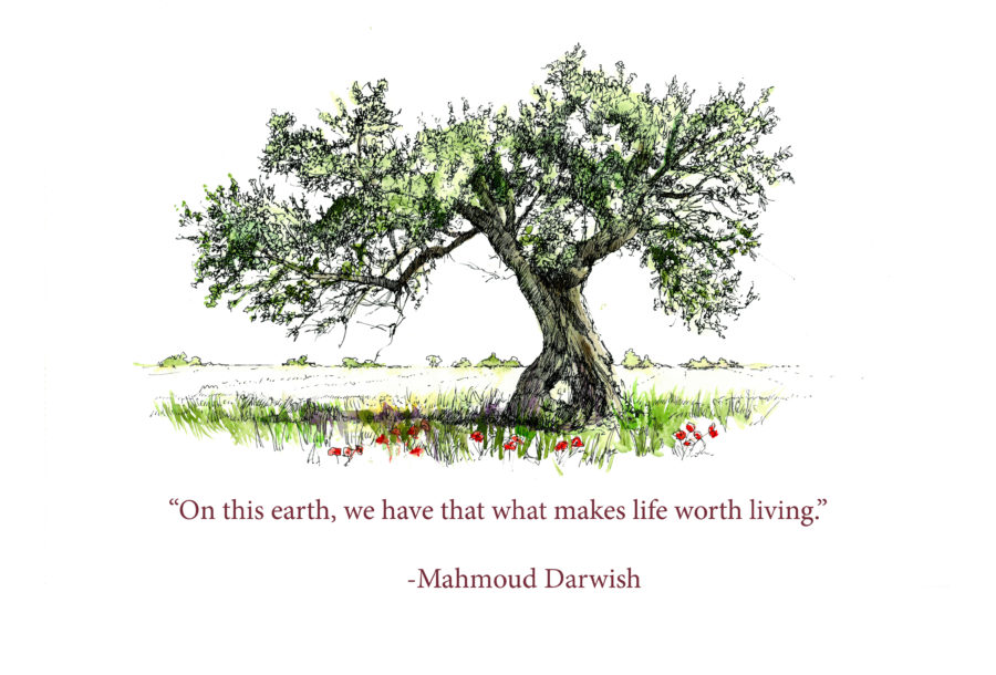 Olive tree and MD quote