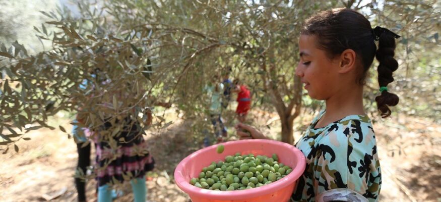 A child picks olives in the West Bank.