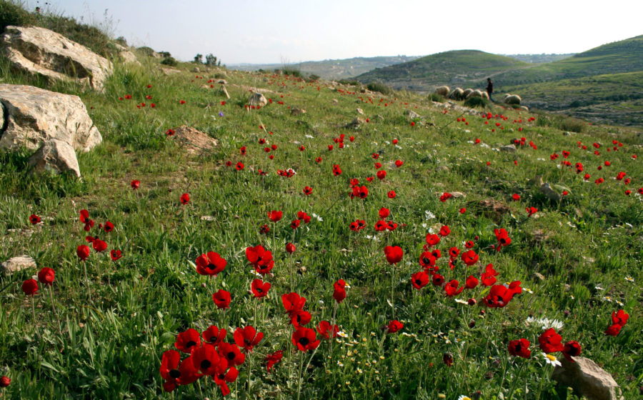 A field of poppies.