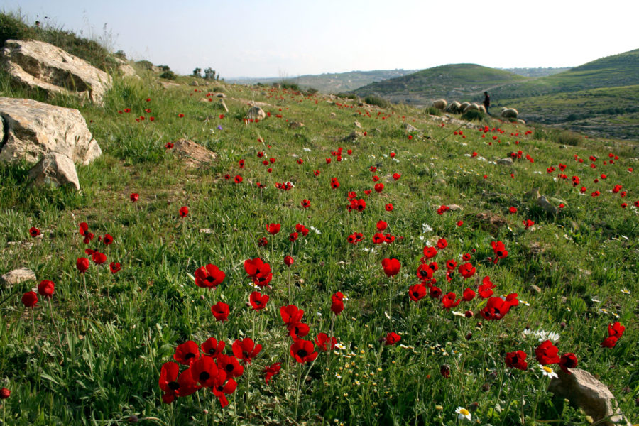 A field of poppies.