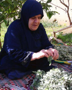 A woman in Lebanon picks fresh herbs.