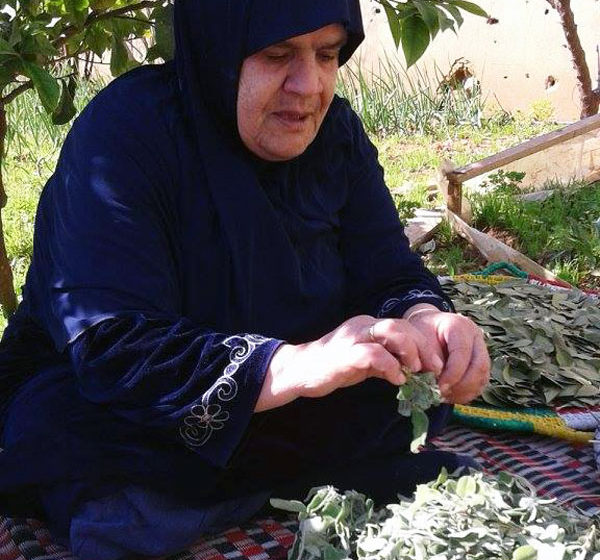 A woman in Lebanon picks fresh herbs.