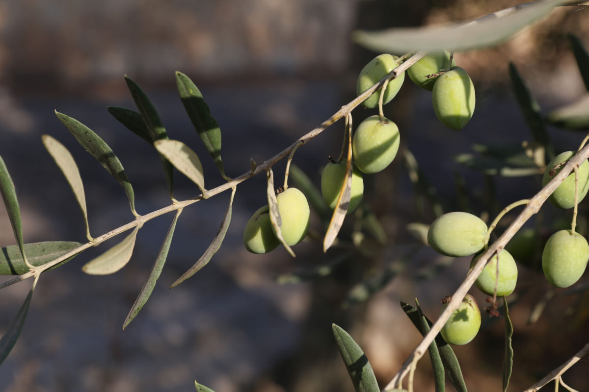 Olive branch